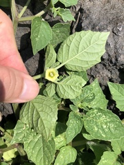 Physalis minima