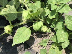 Physalis minima