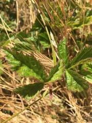 Rubus ursinus macropetalus
