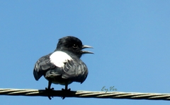 Chelidoptera tenebrosa