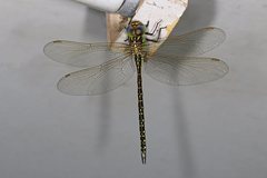 Austrogynacantha heterogena