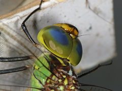 Austrogynacantha heterogena