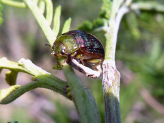 Calomela pulchella