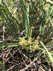 Cyperus javanicus