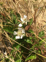 Rubus ursinus macropetalus
