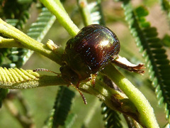 Calomela pulchella