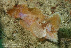 Pseudopataecus carnatobarbatus