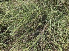 Cyperus javanicus