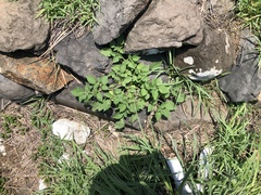 Physalis minima