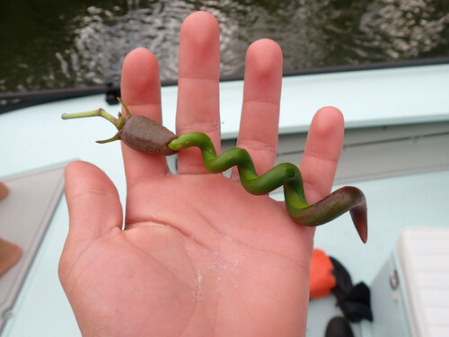 Rhizophora mangle - Leaves