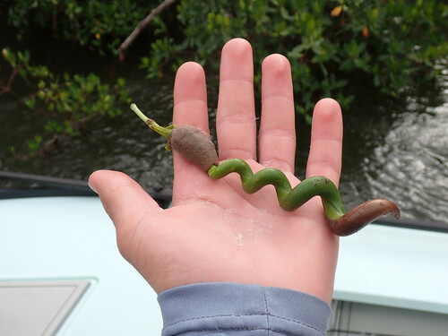 Rhizophora mangle - Flowers