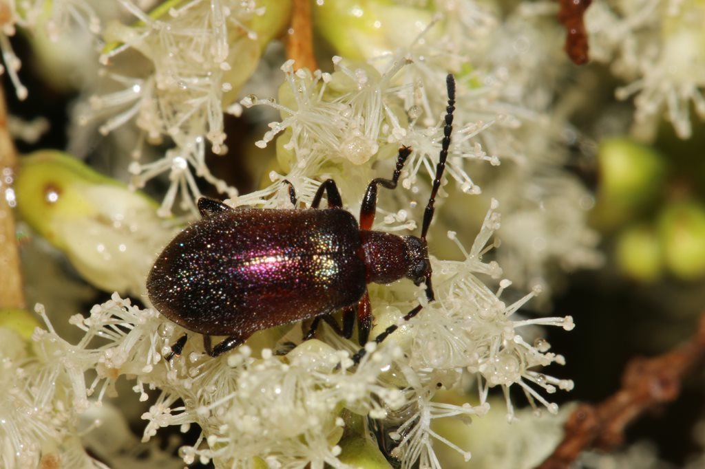 Ecnolagria tomentosa