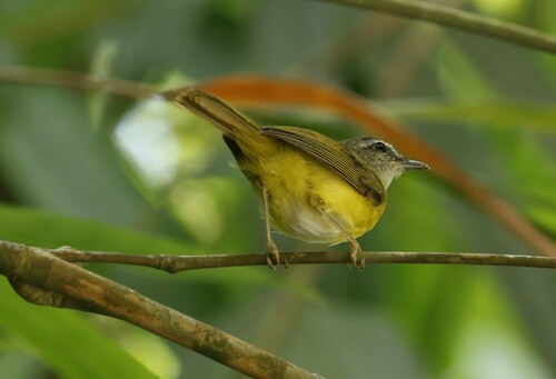 Yellow-bellied Warbler (Abroscopus superciliaris), photo 8