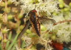 Nemestrinidae