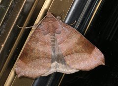Poaphilini
