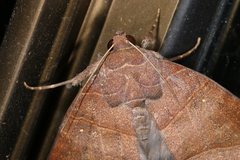 Poaphilini