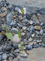 Arabis eschscholtziana