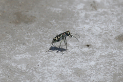 Cicindela willistoni echo