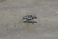 Cicindela willistoni echo
