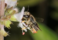 Pseudoanthidium repetitum