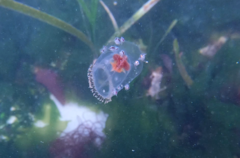 Hyperiidae