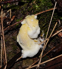 Hypocreaceae