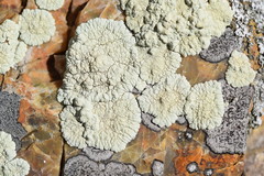 Protoparmeliopsis pinguis