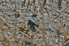 Cicindela amargosae