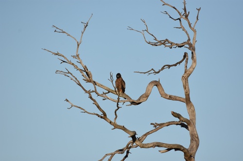 Little Eagle (Hieraaetus morphnoides)
