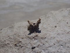 Cicindela willistoni echo