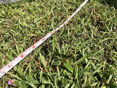 Urochloa subquadripara