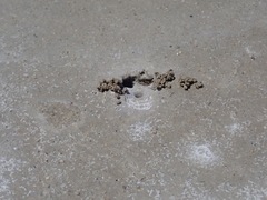 Cicindela willistoni echo