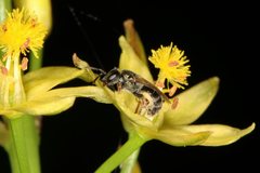 Lasioglossum sphecodoides