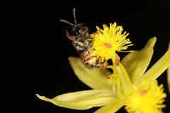 Lasioglossum sphecodoides