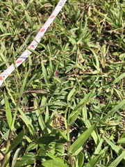 Urochloa subquadripara