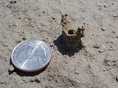 Cicindela willistoni echo