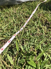 Urochloa subquadripara