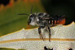 Megachile ignescens
