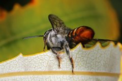 Megachile ignescens