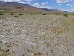 Cicindela willistoni echo