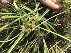 Cyperus javanicus