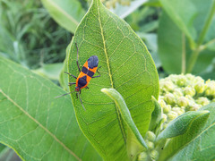 Oncopeltus fasciatus