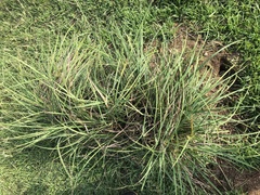 Cyperus javanicus