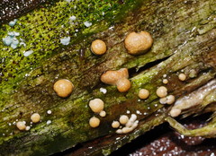 Hypocreaceae
