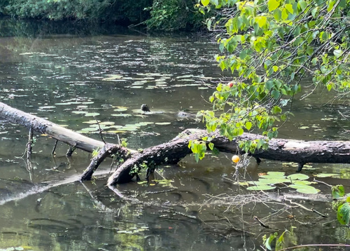 North American River Otter photographed in Rhode Island