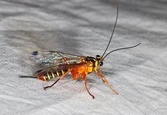 Echthromorpha agrestoria