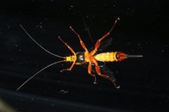 Echthromorpha agrestoria