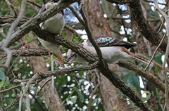 Dacelo novaeguineae novaeguineae