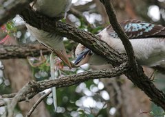 Dacelo novaeguineae novaeguineae