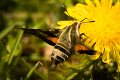 Proserpinus clarkiae